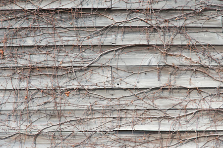 This is a wall plate of wood entangled with ivy.の写真素材