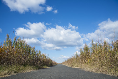 This is a sky and promenade in autumn.の写真素材