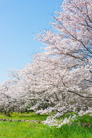 This is the cherry blossoms in full bloom.の写真素材