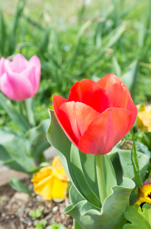 flower of red tulip.の写真素材