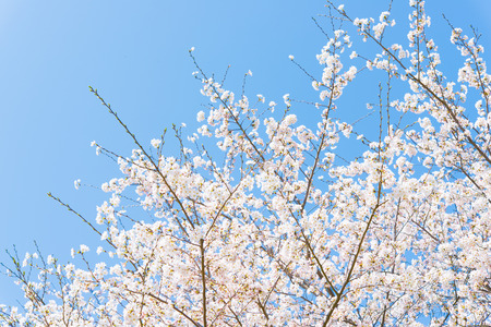 This is the cherry blossoms and blue sky.の写真素材