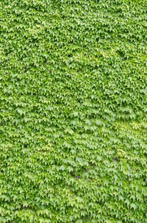 These are the leaves of ivy covering the wall.の写真素材