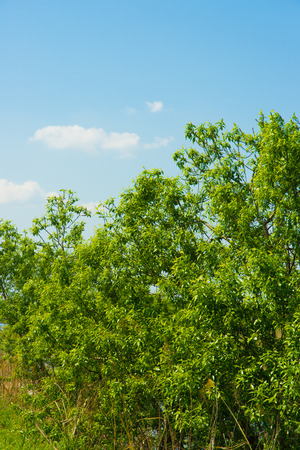 This is a tree of fresh green and blue sky.の写真素材