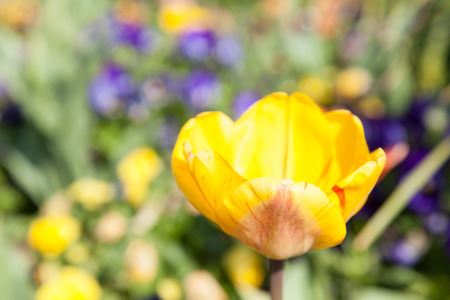 This is a flower of yellow tulip.の写真素材