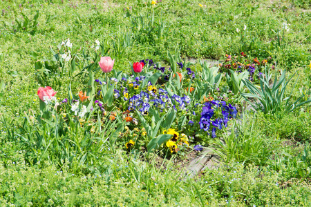 These are the flowers of pansies and tulips.の写真素材