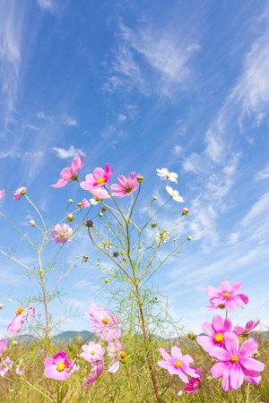 This is a picture of the cosmos I have taken in October.の写真素材