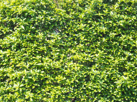 This is a hedge that young leaves are overgrown.の写真素材