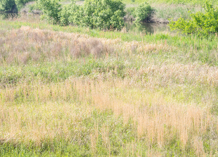 meadow grass and hayの写真素材