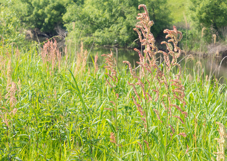 This is the grass that has overgrown in spring.の写真素材