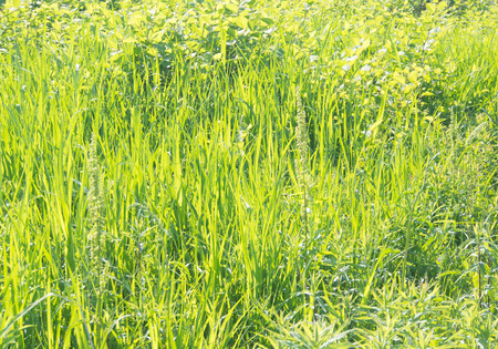 This is the grass that has overgrown in spring.の写真素材