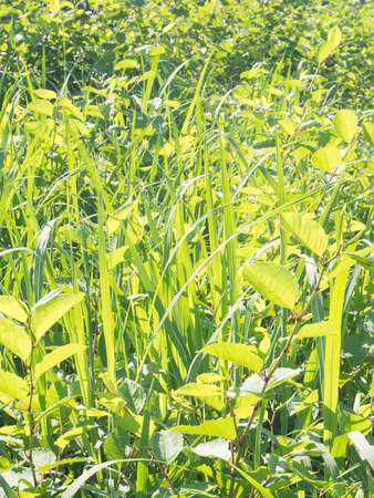 This is the grass that has overgrown in spring.の写真素材