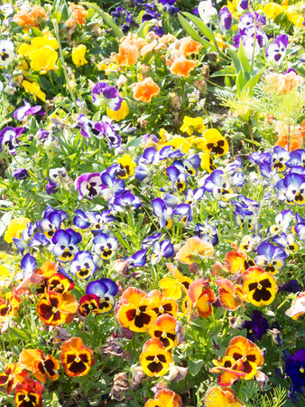 These are the flowers of pansies that bloom in the spring.の写真素材