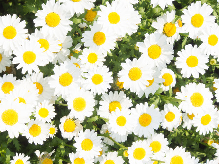 These are the flowers of daisies.の写真素材