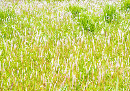 This is a grassland in early summer.の写真素材