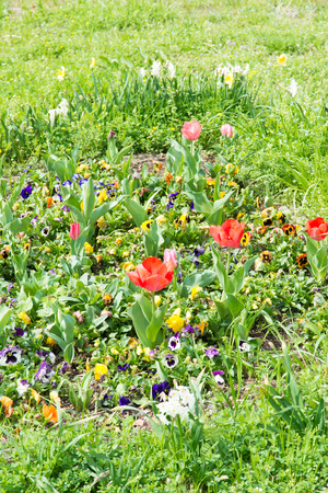 These are the flowers of pansies and tulips.の写真素材