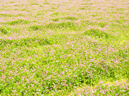 This is a field of chinese milk vetch are in bloom in the spring.の写真素材