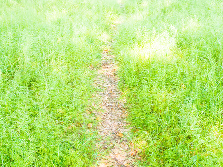 This is the path in the grassland.の写真素材