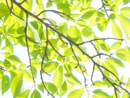 This is the young leaves are shining in the sunlight.の写真素材