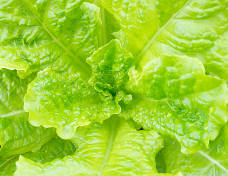 This is a leaf of lettuce growing.の写真素材