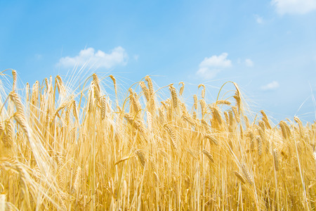 These are the ears of ripe barley.の写真素材