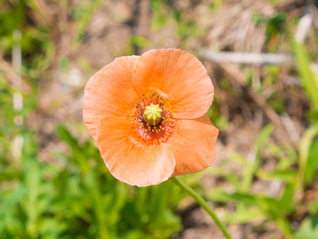This is a close up of a flower of poppy.の写真素材