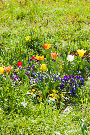 These are the flowers of pansies and tulips.の写真素材