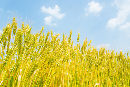 These are the blue sky and ears of wheat.の写真素材