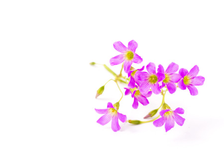 These are the flowers of geranium.の写真素材
