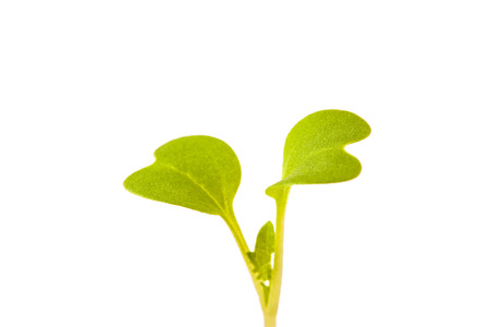 This is the young leaves just germinated.の写真素材
