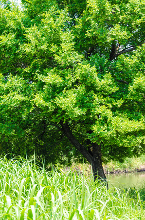 This is a tree lush leaves in summer.の写真素材