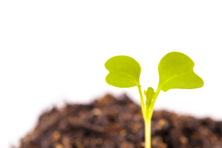 This is the young leaves just germinated.の写真素材