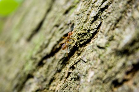 Antの写真素材