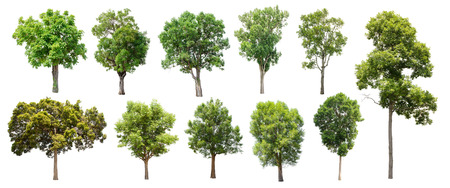 A beautiful trees from thailand, Collection of trees.の写真素材
