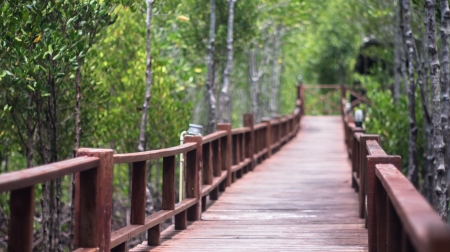 Bridge corridor Forest