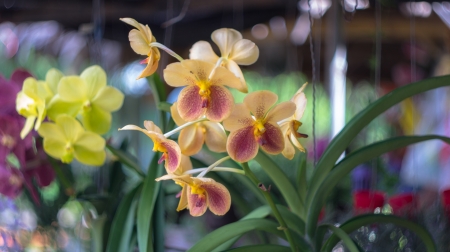 Orchidの写真素材