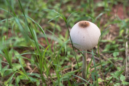 Magic mushroomの写真素材