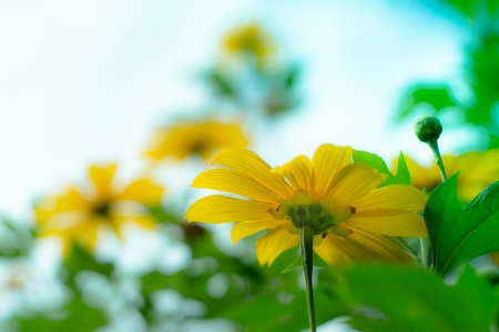 Yellow flowersの写真素材