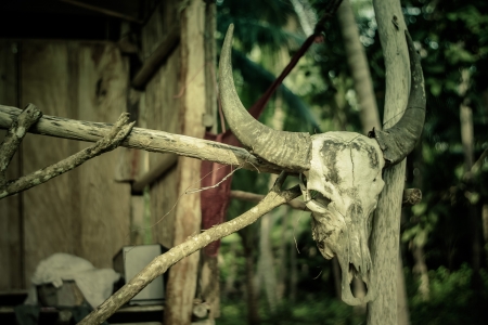 Buffalo skull on abandoned houseの写真素材