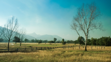 The grasslands
