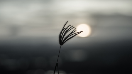grass sunsetの写真素材