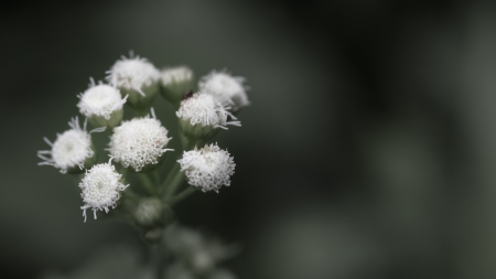 Flower of grassの写真素材