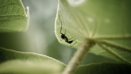 ant on leafの写真素材