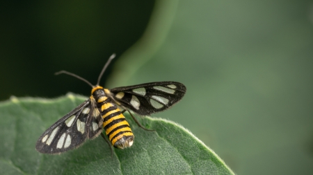 Insect on leafの写真素材