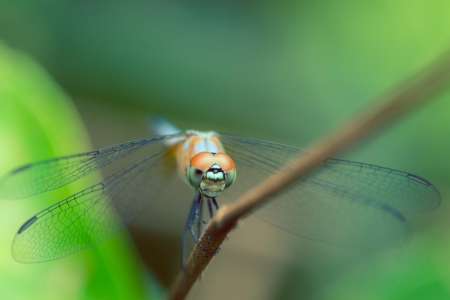 dragonflyの写真素材