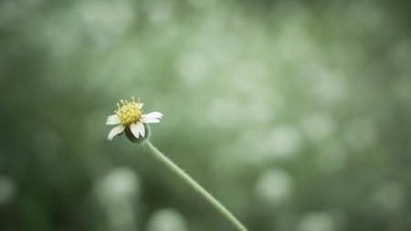 Summer flowersの写真素材