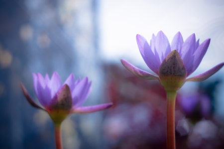 water lilyの写真素材
