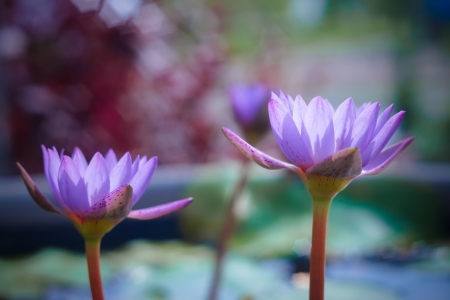 water lilyの写真素材