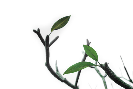 leaf and branches treeの写真素材