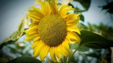 sunflowersの写真素材