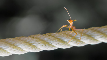 Small ant on a ropeの写真素材